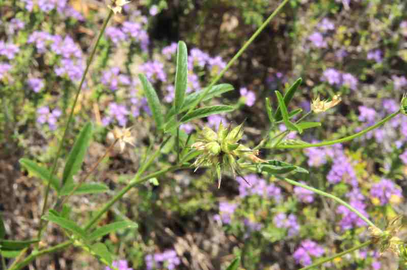 Bituminaria bituminosa